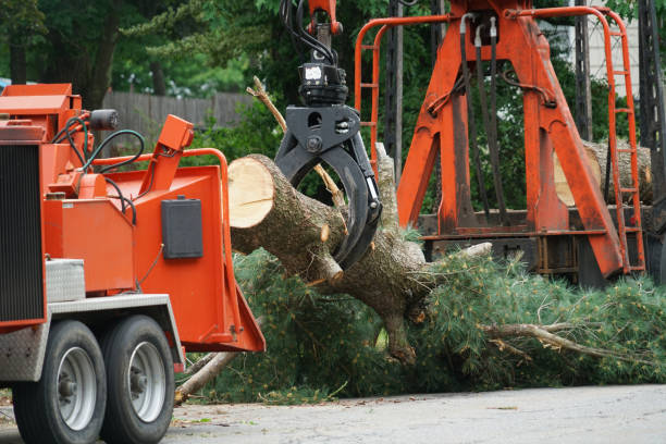 Reliable Blythewood, SC Tree Service Solutions